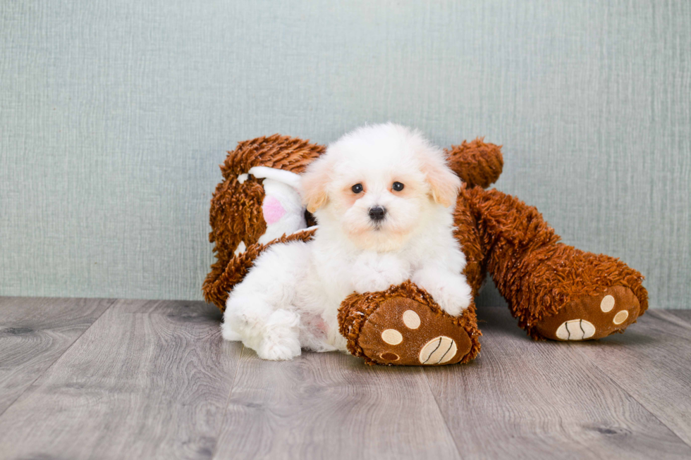 Havanese Pup Being Cute