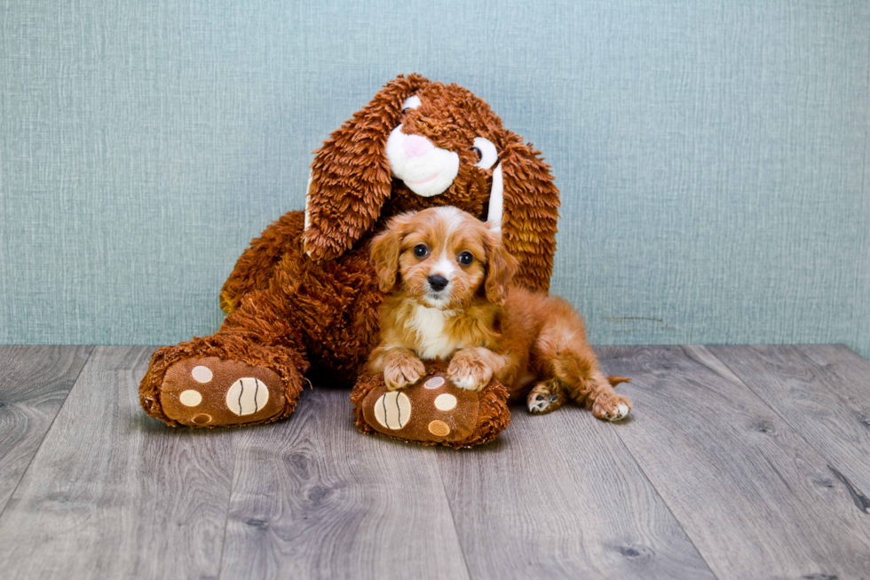 Small Cavapoo Baby