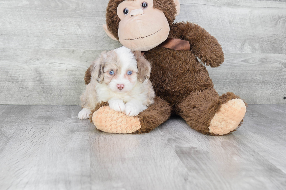 Mini Aussiedoodle Puppy for Adoption