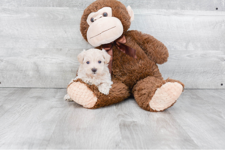 Best Maltipoo Baby