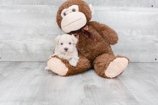 Best Maltipoo Baby