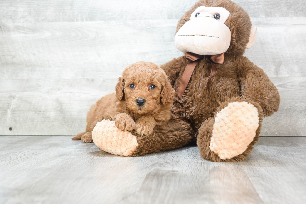 Popular Mini Goldendoodle Poodle Mix Pup