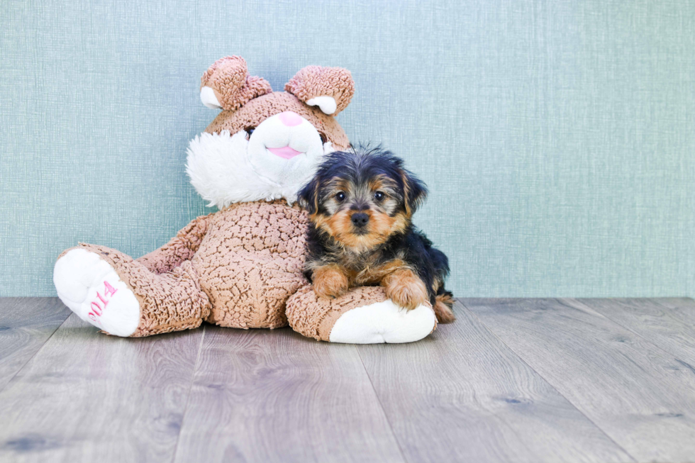 Meet Roscoe - our Yorkshire Terrier Puppy Photo 