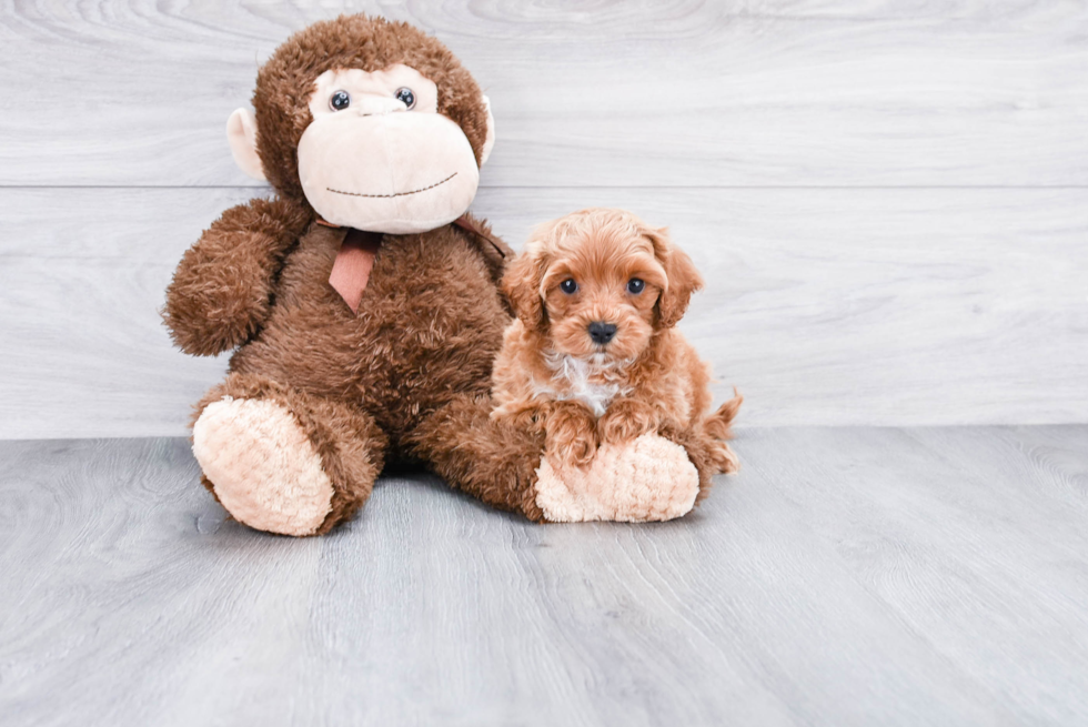 Funny Cockapoo Poodle Mix Pup