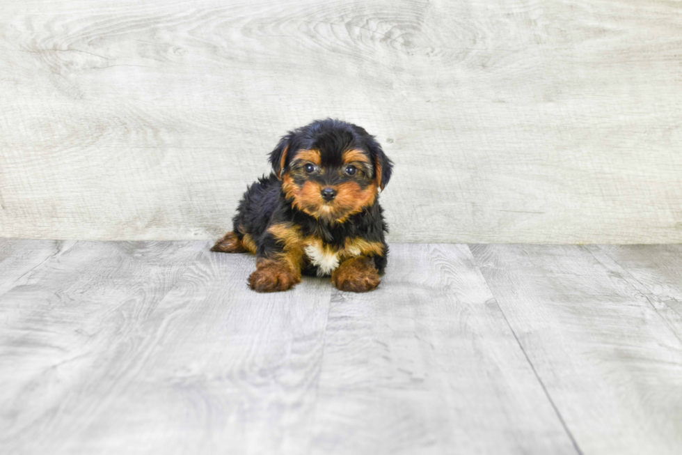 Meet Bella - our Yorkshire Terrier Puppy Photo 