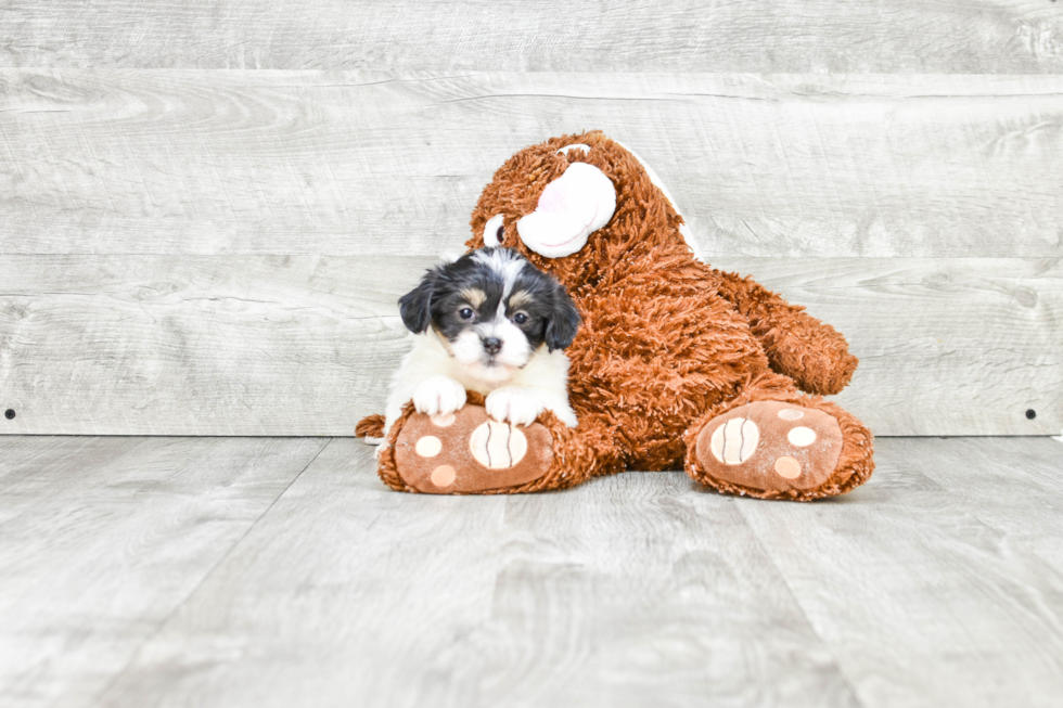 Teddy Bear Pup Being Cute