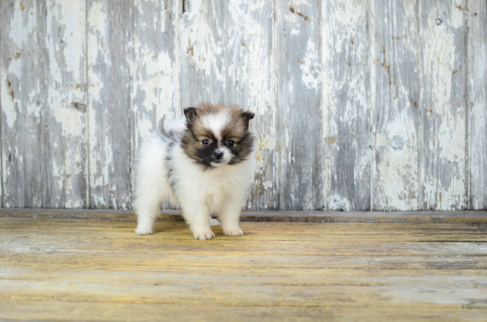 Petite Pomeranian Purebred Puppy