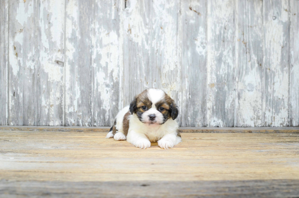 Popular Teddy Bear Designer Pup