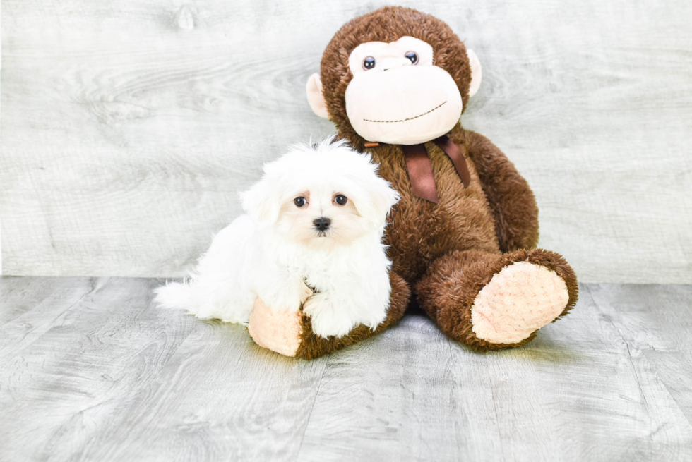 Fluffy Maltese Purebred Puppy