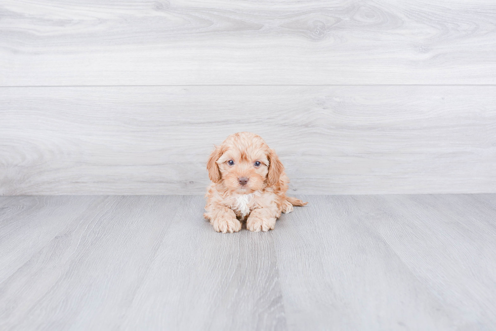 Little Cavoodle Poodle Mix Puppy