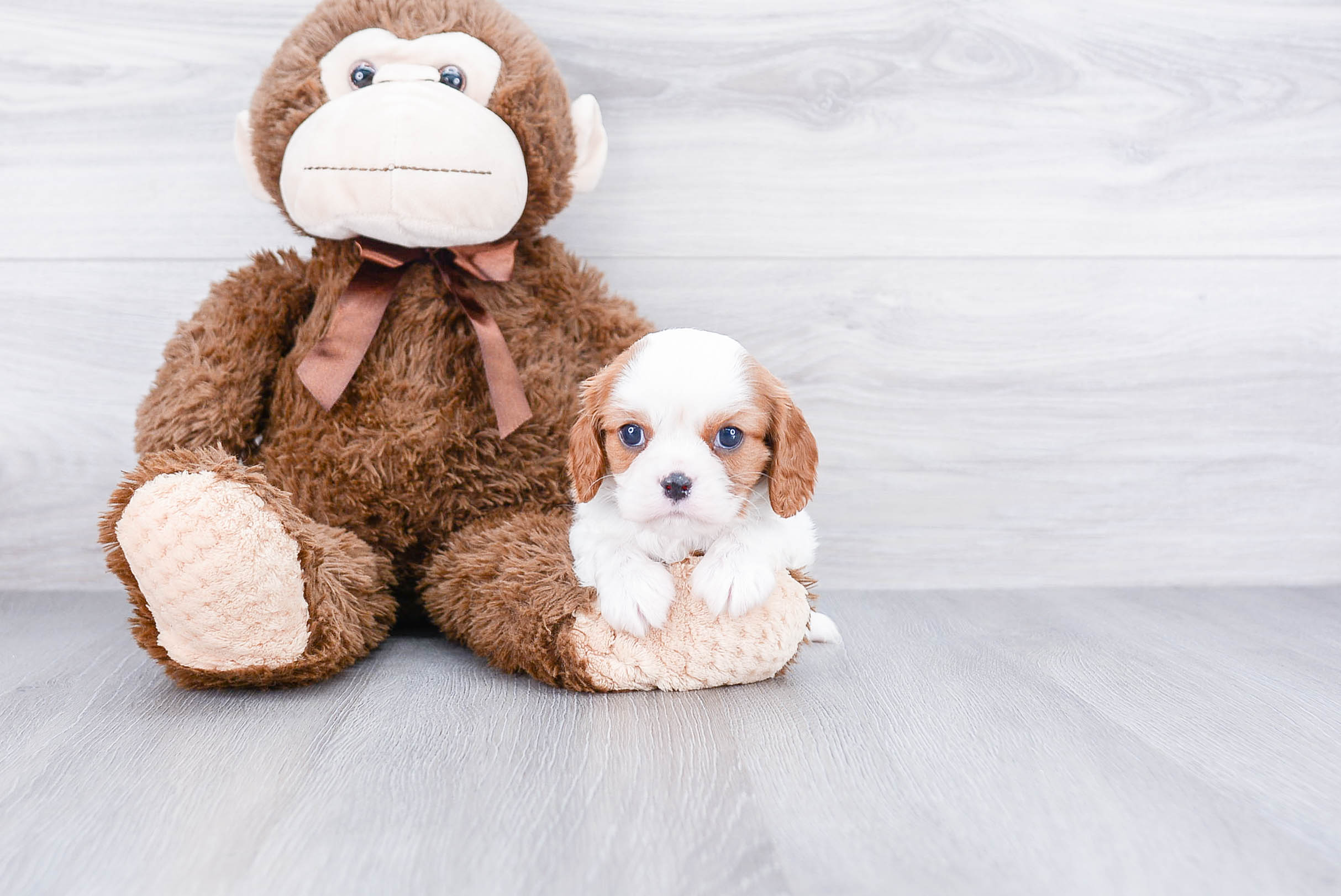 Best Cavalier King Charles Spaniel Baby