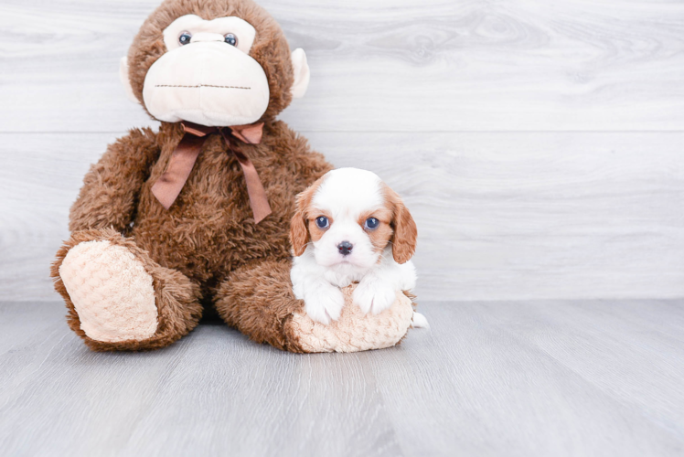 Best Cavalier King Charles Spaniel Baby