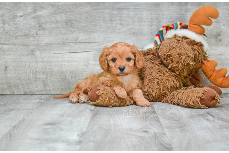 Smart Cavapoo Poodle Mix Pup