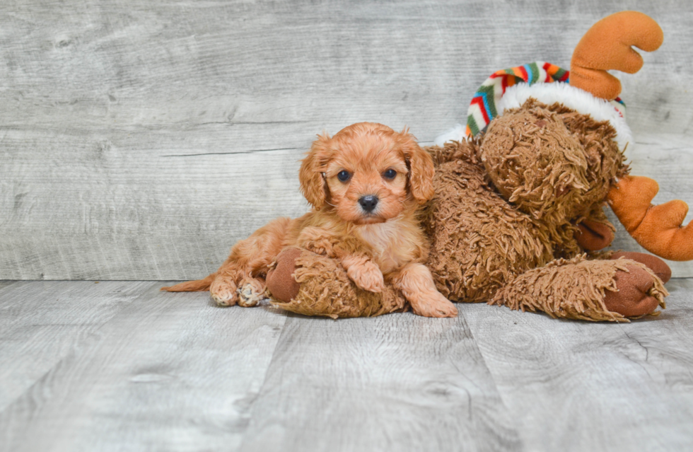 Smart Cavapoo Poodle Mix Pup