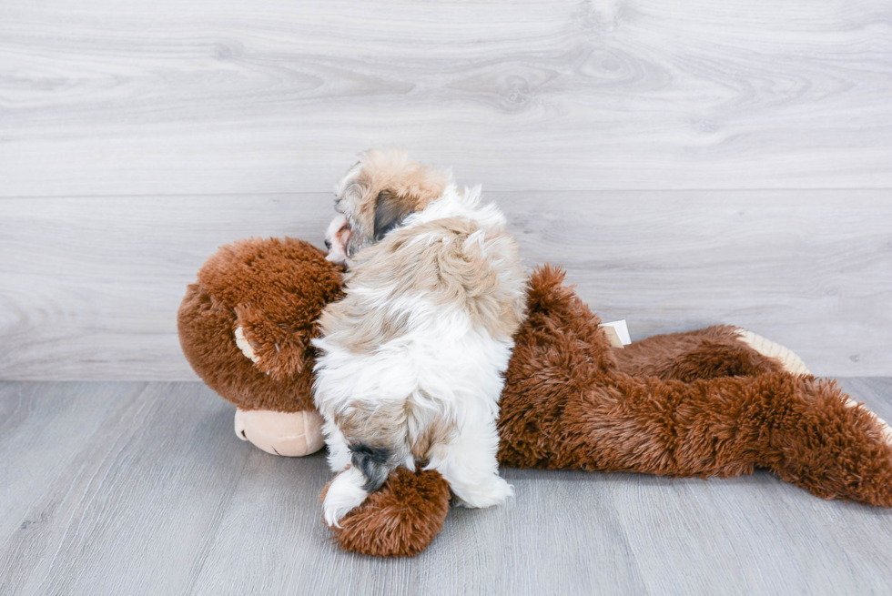 Petite Havanese Purebred Puppy