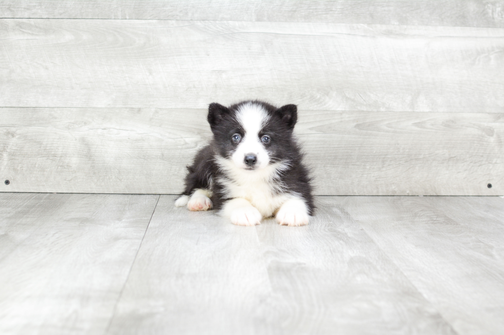 Pomsky Pup Being Cute