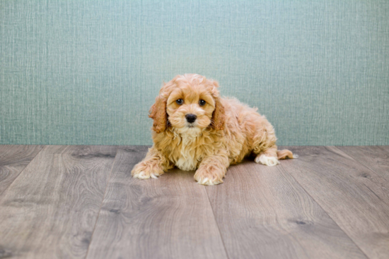 Mini Goldendoodle Pup Being Cute