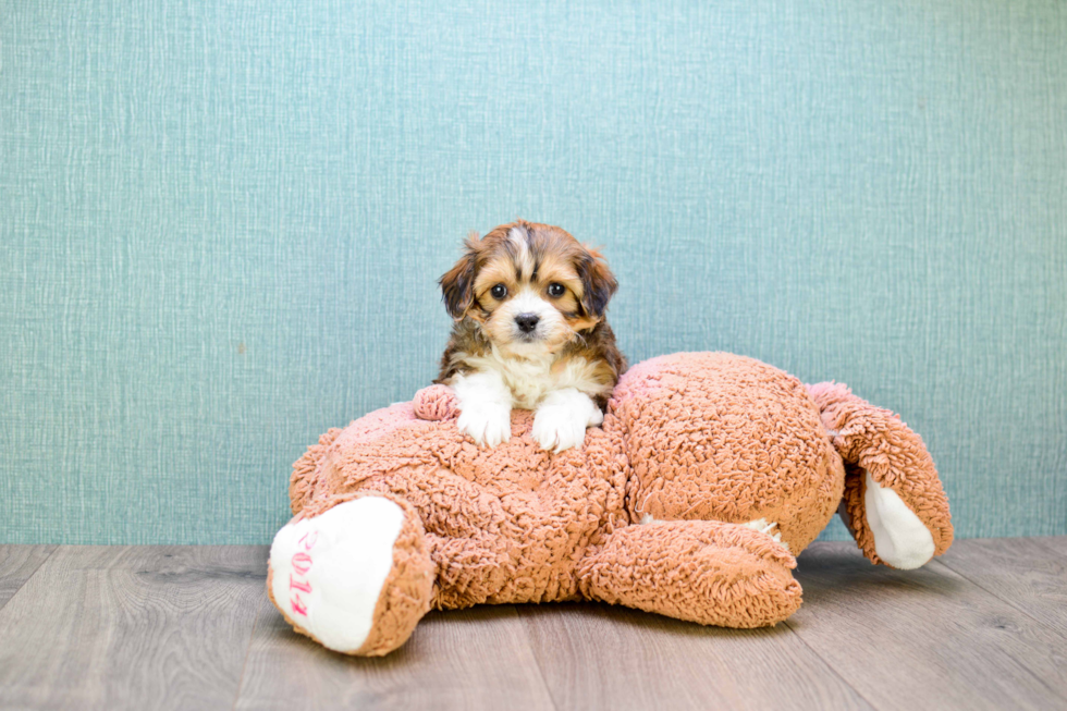 Best Cavachon Baby