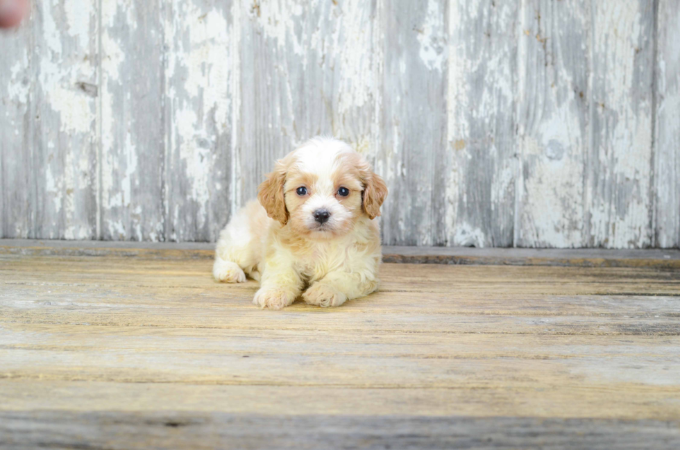 Cavachon Puppy for Adoption