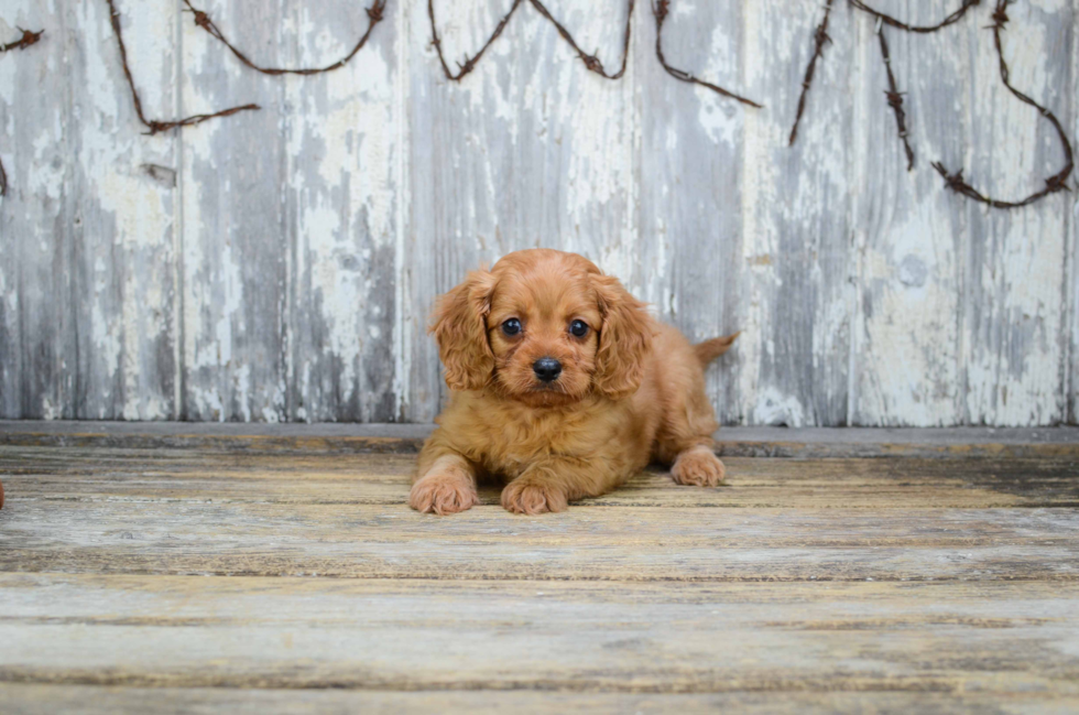 Cute Cavapoo Baby