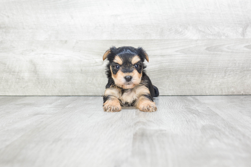 Adorable Yorkie Designer Puppy