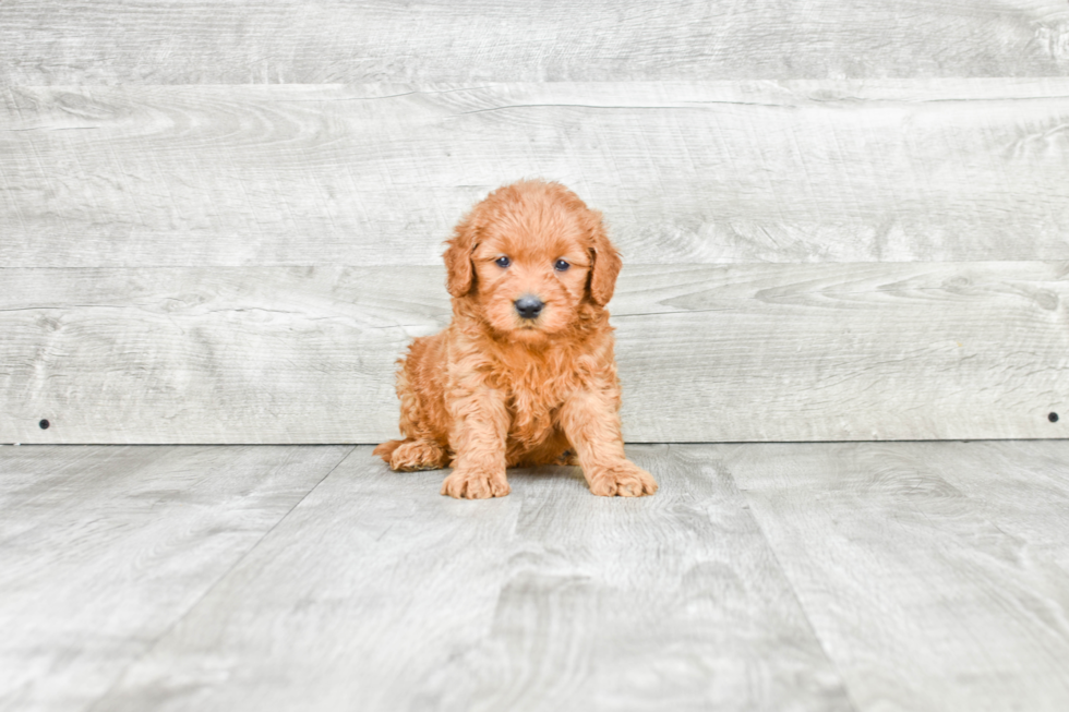 Hypoallergenic Golden Retriever Poodle Mix Puppy