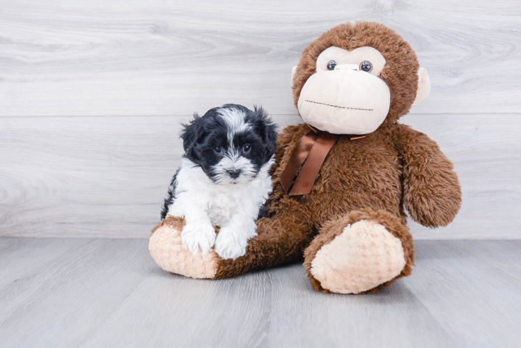 Popular Havanese Purebred Pup