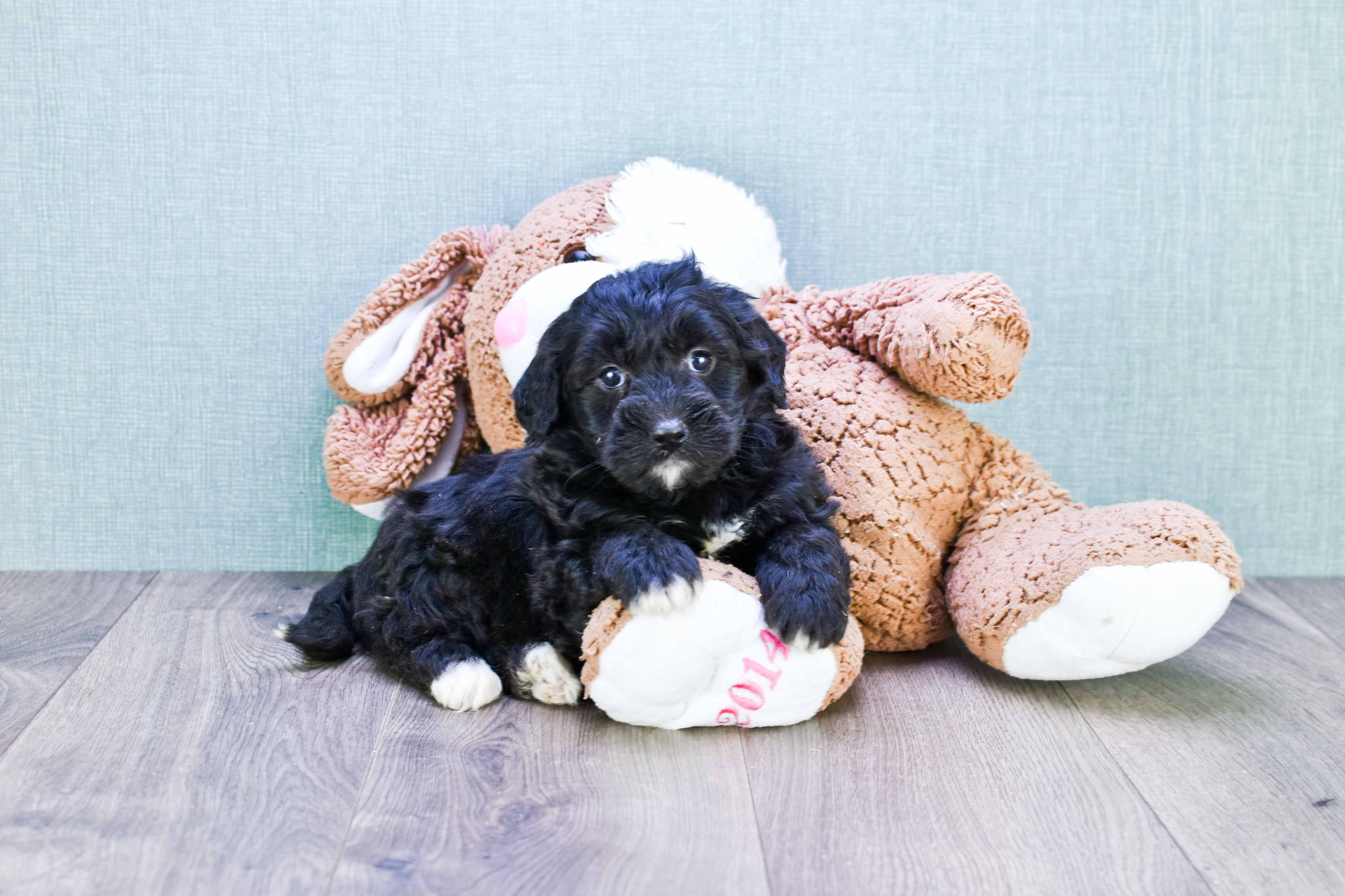 Mini Bernedoodle Pup Being Cute