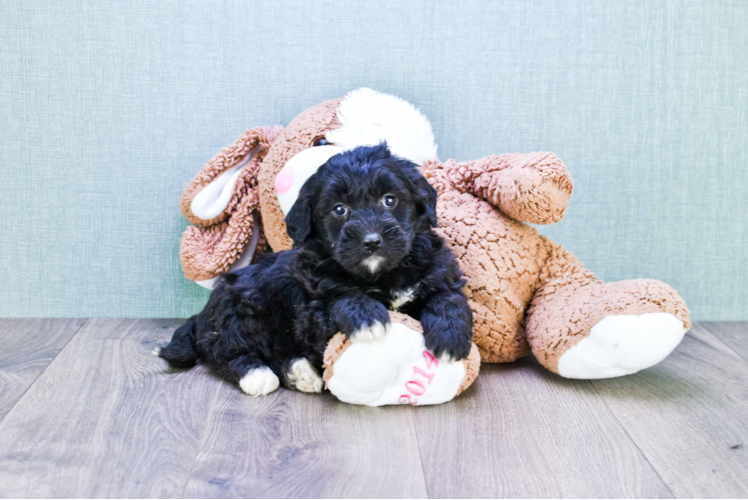 Mini Bernedoodle Pup Being Cute