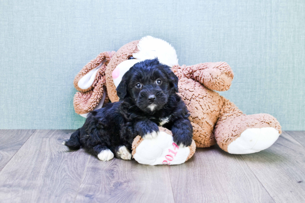 Mini Bernedoodle Pup Being Cute