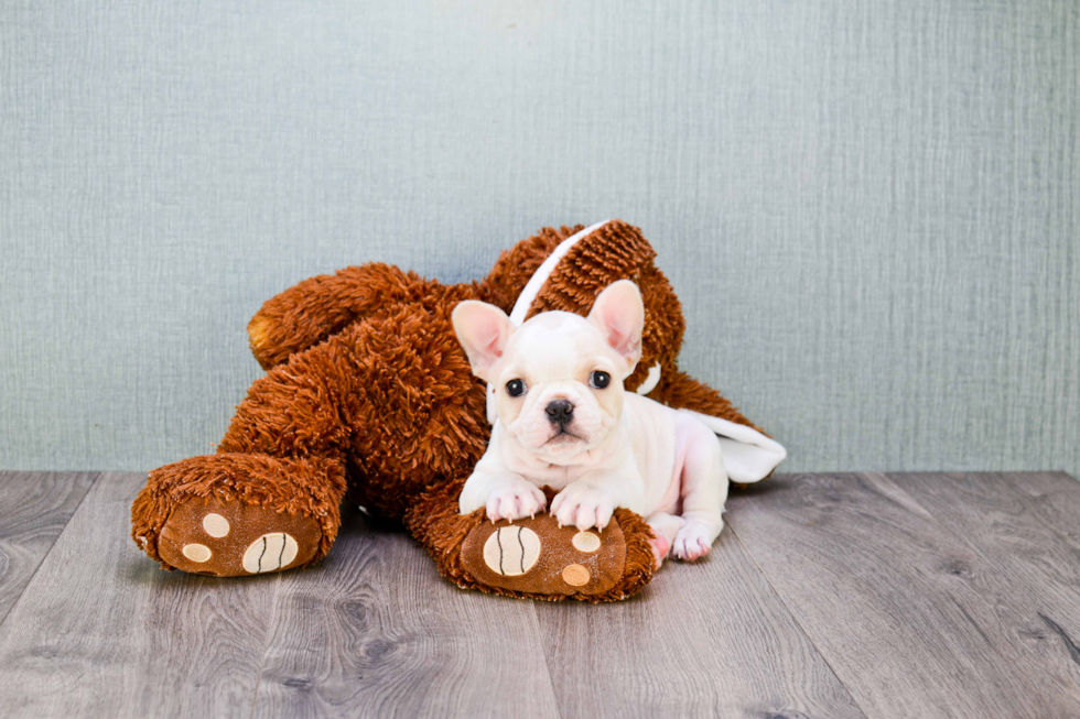 Playful French Bulldog Baby