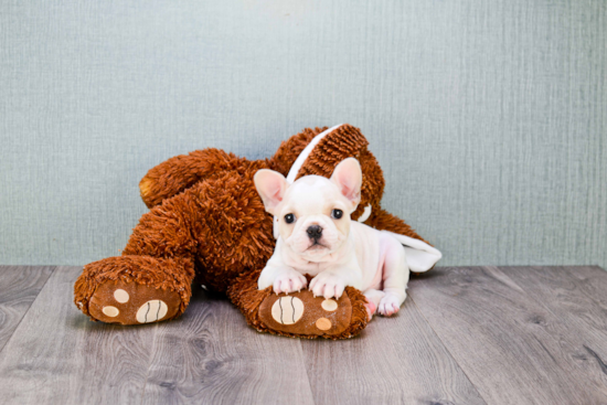 Playful French Bulldog Baby