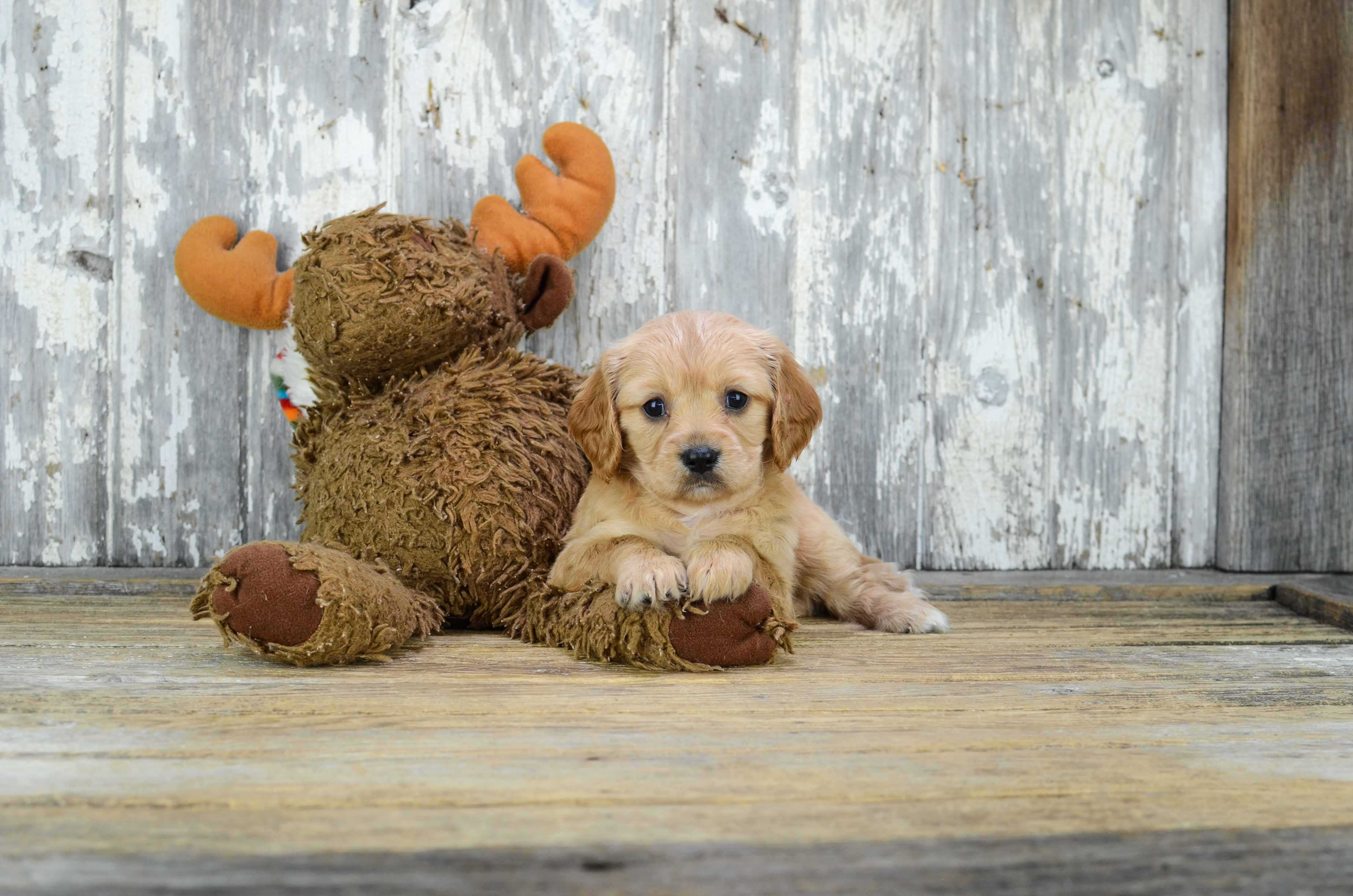 Best Cavachon Baby
