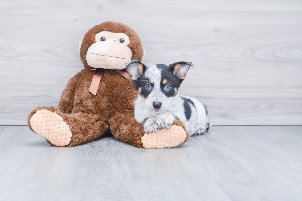 Best Cowboy Corgi Baby