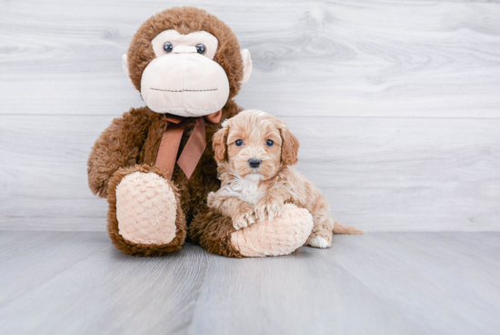 Energetic Cockerpoo Poodle Mix Puppy