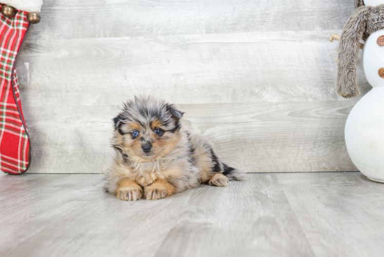 Pomeranian Pup Being Cute