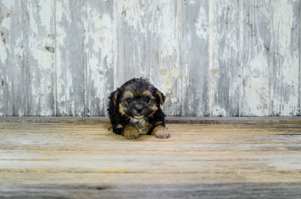 Best Yorkie Poo Baby