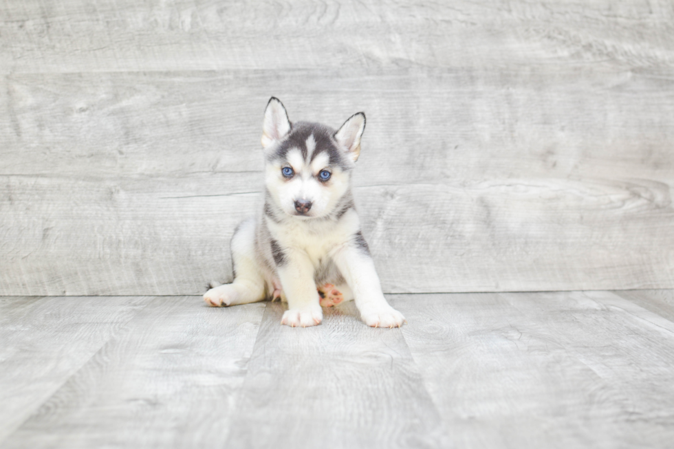 Petite Pomsky Designer Pup