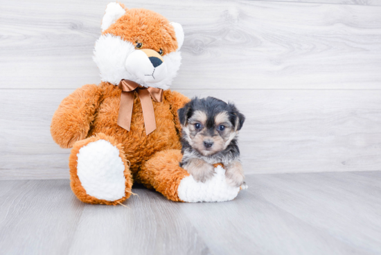 Hypoallergenic Yorkie Designer Puppy