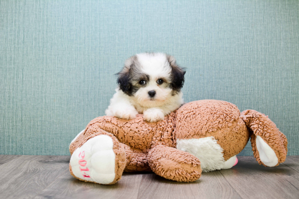 Teddy Bear Puppy for Adoption