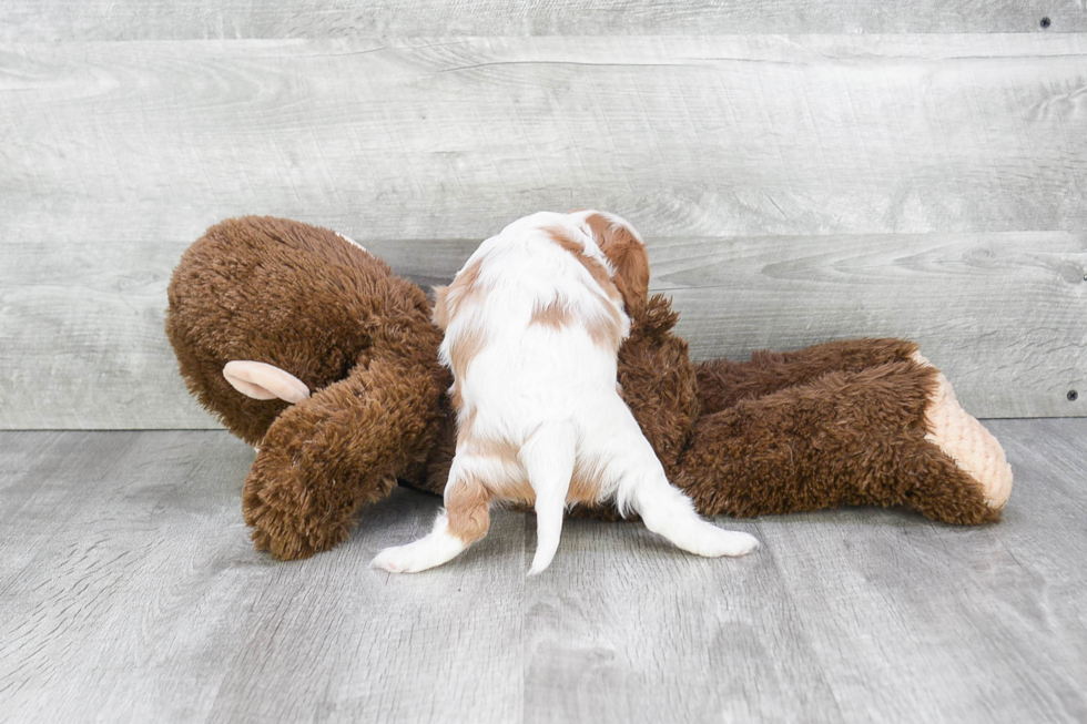Hypoallergenic Cavalier King Charles Spaniel Purebred Pup