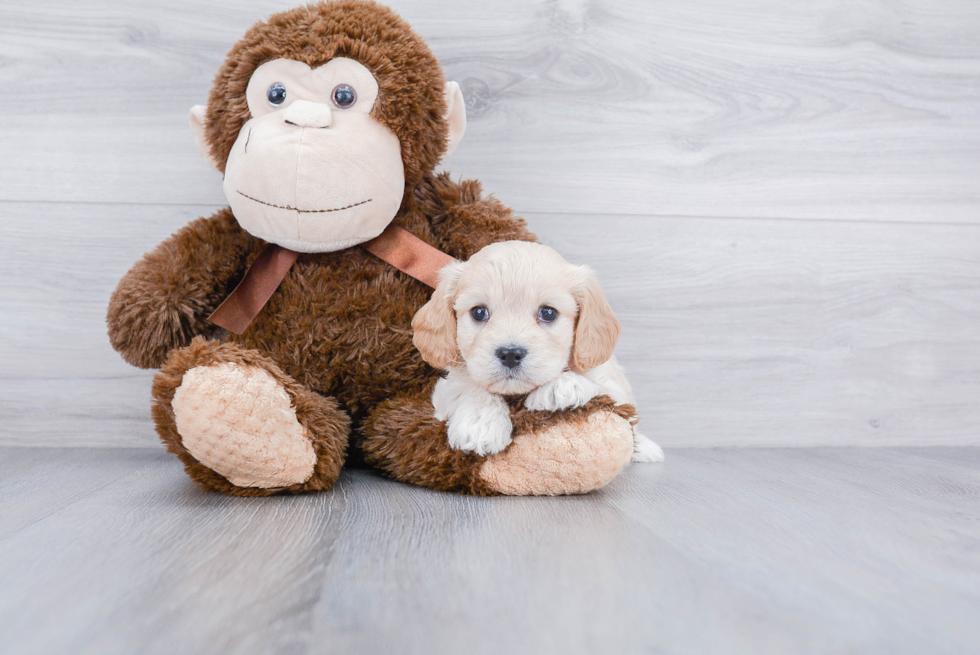 Cute Cavachon Baby