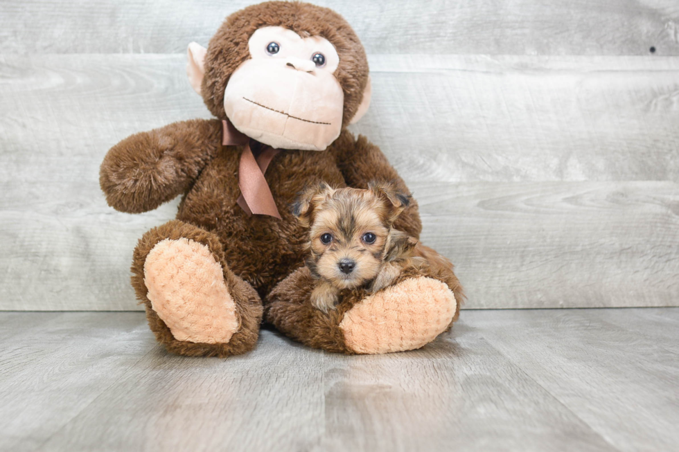 Morkie Pup Being Cute