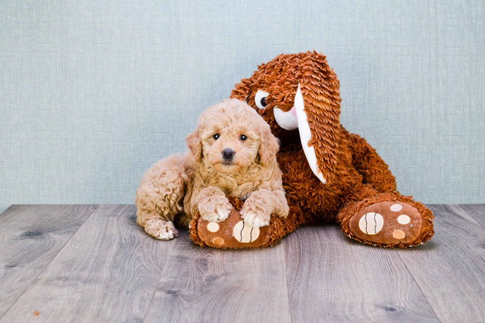 Sweet Mini Goldendoodle Baby