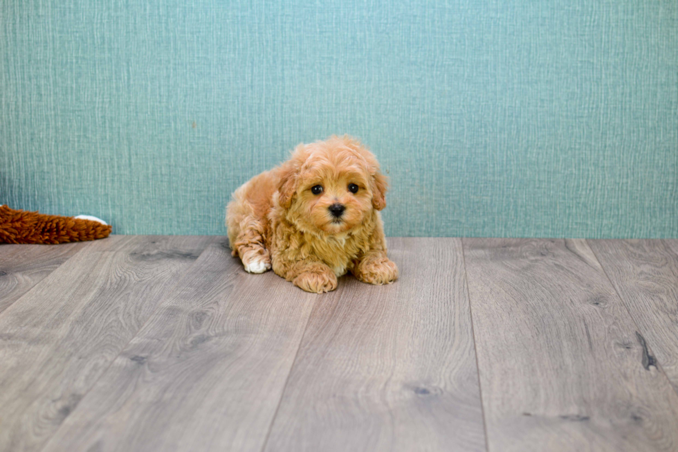 Smart Cavapoo Poodle Mix Pup