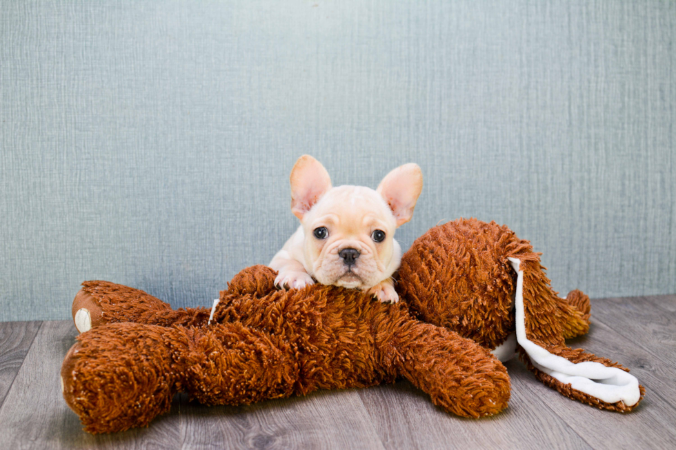 Popular French Bulldog Purebred Pup