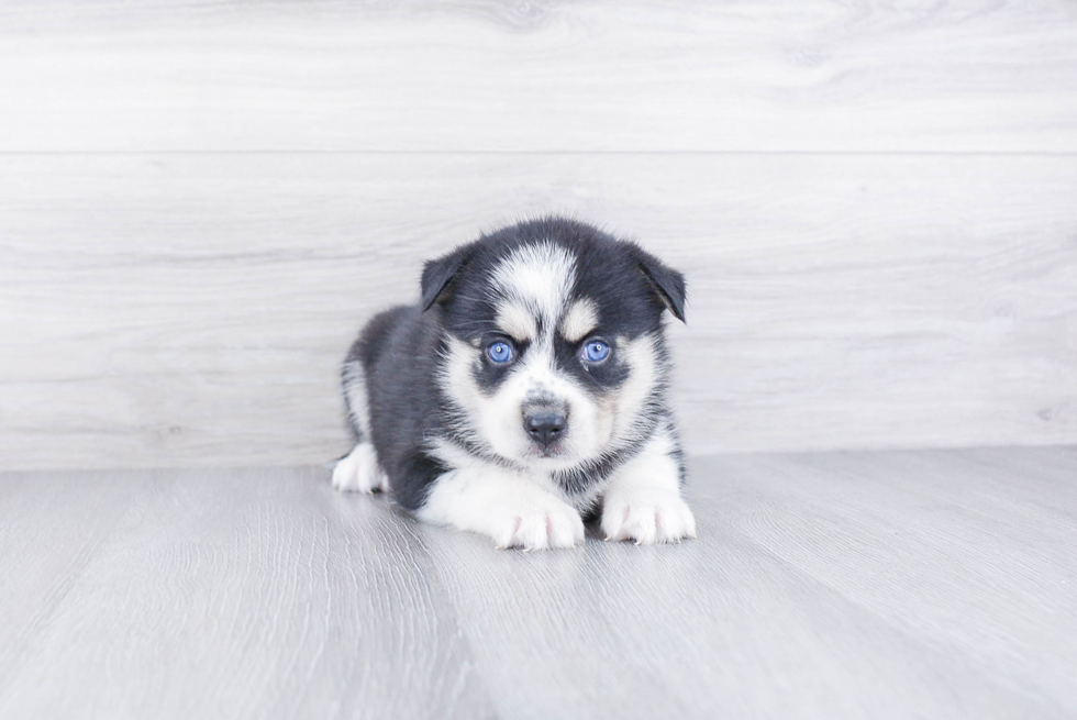 Best Pomsky Baby