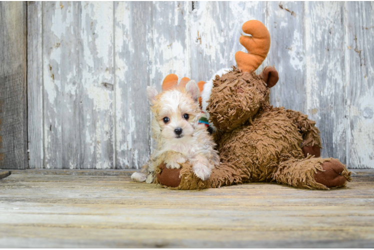 Funny Morkie Designer Pup