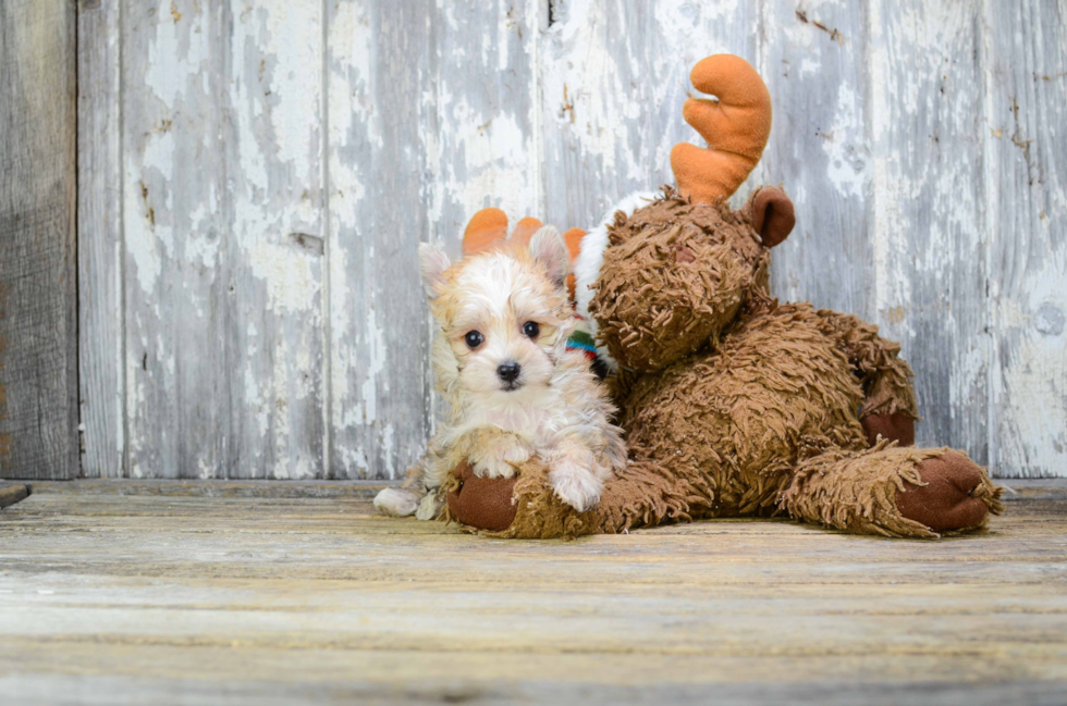 Funny Morkie Designer Pup