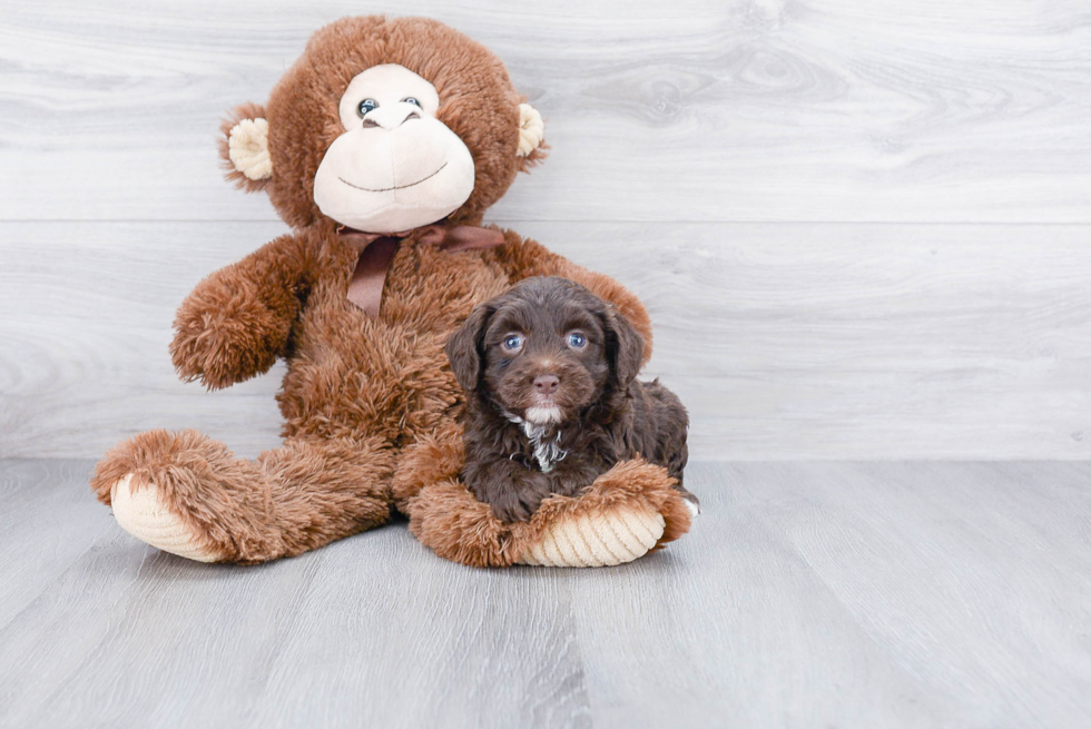 Mini Aussiedoodle Pup Being Cute